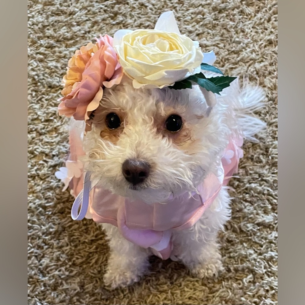 New without Tags Top Paw Wedding Dog Dress Headband Set Sz Large